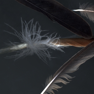 feather_15_crop
