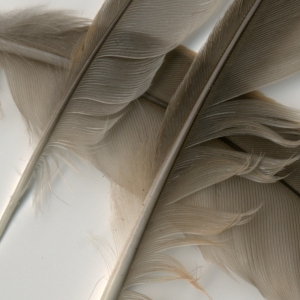 feather_9_crop