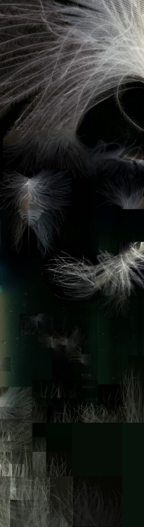Feather_Composite_5